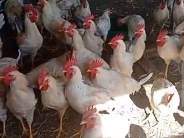 Chickens