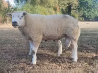 Beran, Texel sheep — foto 1