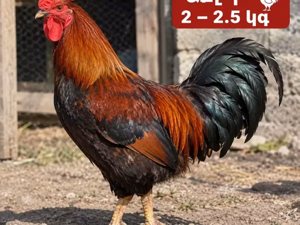 Chickens