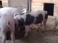 Eber, Schweine — Foto 2