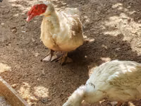 Niemiecki Pekin — zdjęcie 3