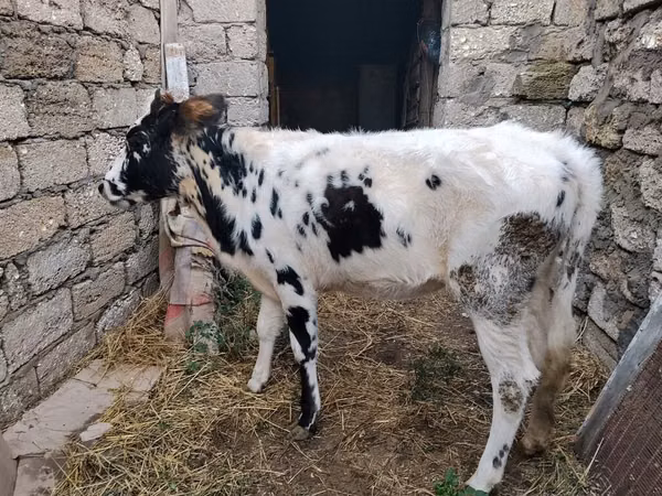 பசு, Russian Black pied cattle