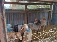 公羊, Rhon sheep — 照片 3