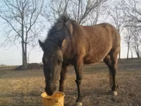 Айғыр, Hucul pony — 2-сурет