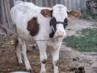 Cow, Brown Latvian — photo 1
