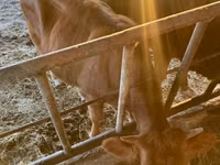 母牛, Simmental cattle — 照片 6