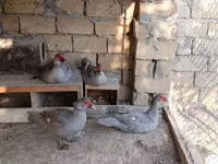 Ducks — Foto 3