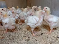Chickens — फ़ोटो 1
