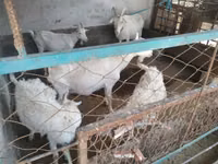 Эчки, Орус ак эчки — сүрөт 8