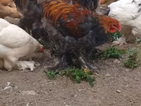 Brahma — foto 4