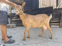 Goat, Goats — photo 1
