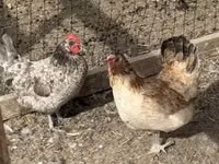 Chickens — foto 2