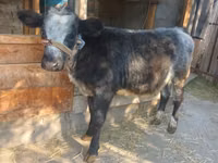 Vache, Bleue de Belgique — photo 1