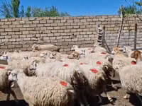 ცხვარი, ცხვრები — ფოტო 4