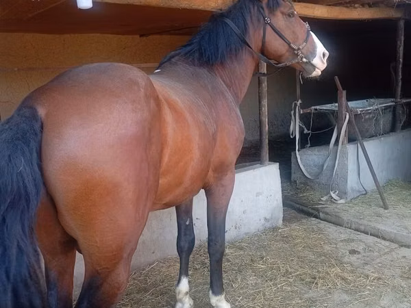 雄馬, Kyrgyz Horse