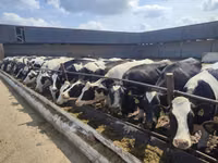 Vaca, Swiss cattle — foto 4