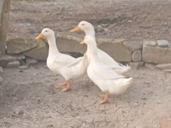 Nemis Pekin