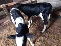 Býk, Russian Black pied cattle — foto 1