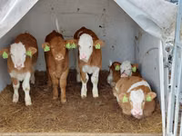 Buqa, Simmental cattle — 3-rasm