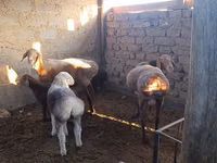 母羊, Arashan sheep — 照片 1