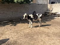 Cattle (batch, sex not specified), Russian Black pied cattle — photo 1
