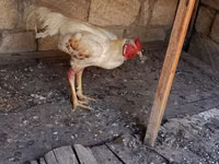 Chickens — zdjęcie 7