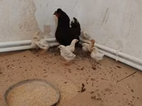 Chickens — zdjęcie 3