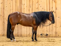 Айғыр, Quarter Horse — 4-сурет