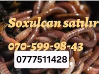 Məhsul: Canlı soxulcanlar və may böcəyi sürfələri Təsvir: - Balıq — 照片 3