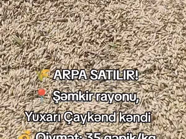 Arpa satılır yaxşı arpadı Şəmkir rayonu Yuxarı Çaykənd kəndində