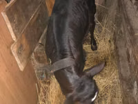 公牛, Cattle — 照片 1