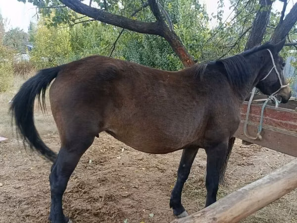 Égua, Cavalos