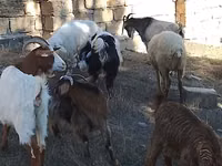 Keçiler (parti, cinsiyet belirtilmedi), Keçiler — foto 5