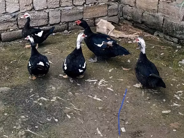 Ducks — Ozarbayjon
