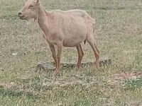 ஆண் வெள்ளாடு, Alpine goat — புகைப்படம் 1