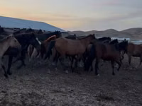 Jument, Kazakh horse — photo 1