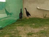 poules Shamo — photo 2