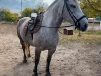 母马, Horses — 照片 2
