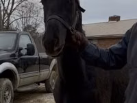 Cavalo, Black Sea breed — foto 2