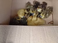 Ducks — 写真 2
