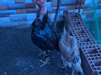 Chickens — Foto 3