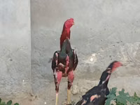 Chickens — 2-rasm