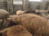 公羊, Sheep — 照片 3