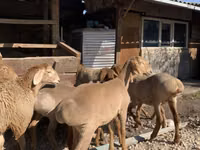 نعجة, Arashan sheep — الصورة 5