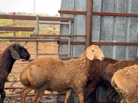 Bélier, Moutons — photo 8