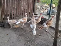 Turkeys — फ़ोटो 2
