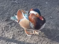 Ducks — foto 4
