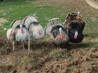 Turkeys — फ़ोटो 5