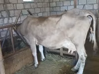 Vache, Swiss cattle — photo 4