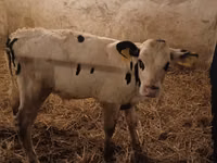 ثور, Russian Black pied cattle — الصورة 1